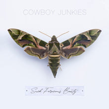 Load image into Gallery viewer, Cowboy Junkies - Such Ferocious Beauty (Tan Translucent)
