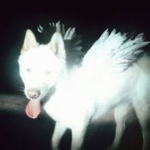 Load image into Gallery viewer, Fat Dog - Cancel Me (I'm Tired) (Japan Edition, Coke Bottle Green vinyl)
