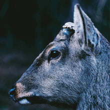 Load image into Gallery viewer, toe - The Book About My Idle Plot On A Vague Anxiety (Deer Glisten Blue vinyl)
